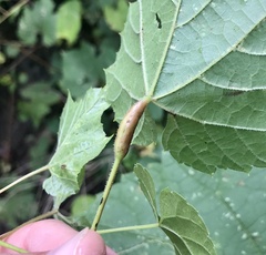 Neolasioptera vitinea