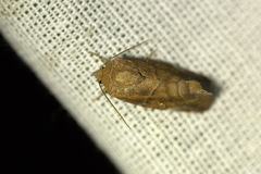 Cosmia affinis