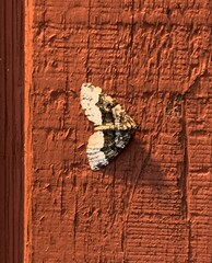 Xanthorhoe lacustrata