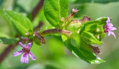 Cuphea carthagenensis