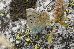 Polyommatus