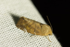 Cosmia affinis