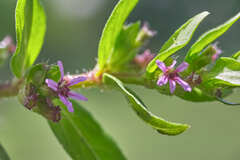 Cuphea carthagenensis