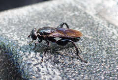 Chalcosyrphus