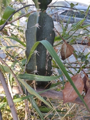 Acanthocereus tetragonus
