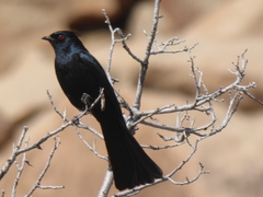 Phainopepla nitens
