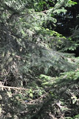 Picea abies