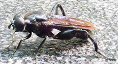 Chalcosyrphus