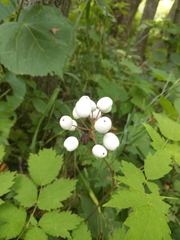 Actaea rubra neglecta