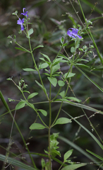 Trichostema dichotomum