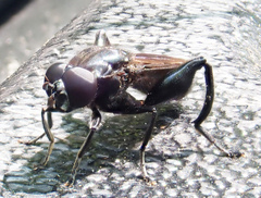 Chalcosyrphus
