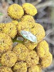 Adelphocoris lineolatus