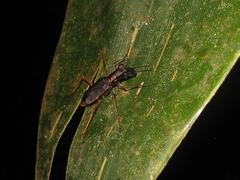 Odontocheila