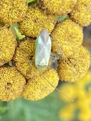 Adelphocoris lineolatus