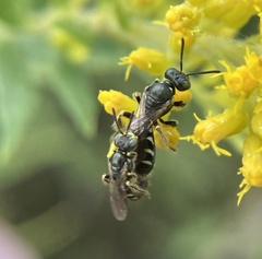 Perdita octomaculata