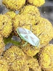 Adelphocoris lineolatus