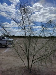Parkinsonia aculeata