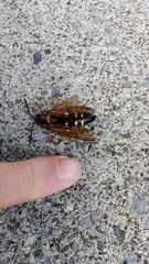 Sphecius speciosus