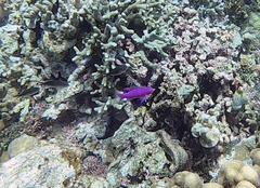 Mirolabrichthys tuka