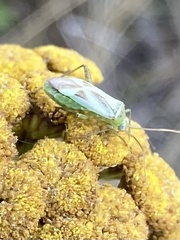 Adelphocoris lineolatus