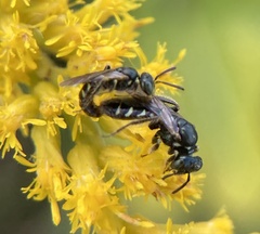 Perdita octomaculata
