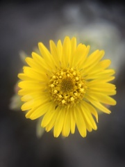 Heterotheca grandiflora