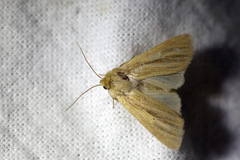 Mythimna