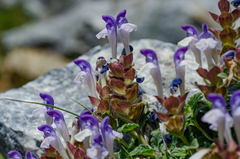 Scutellaria alpina