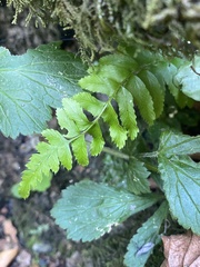 Dryopteridoideae