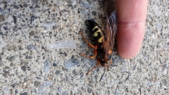Sphecius speciosus