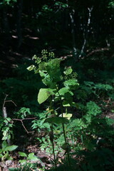 Smyrnium perfoliatum