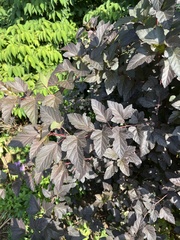 Physocarpus opulifolius