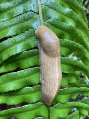 Ariolimax columbianus