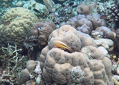 Paracirrhites forsteri