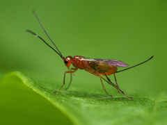 Alysiinae