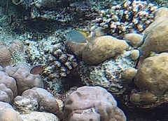 Pomacentrus lepidogenys