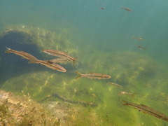 Ptychocheilus grandis