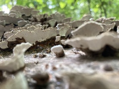 Trametes versicolor
