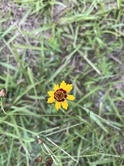 Coreopsis basalis