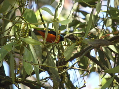 Chlorophonia elegantissima