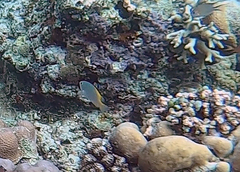 Pomacentrus lepidogenys