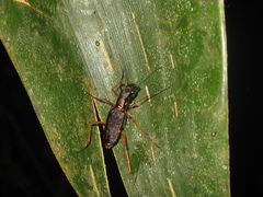 Odontocheila