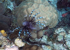 Pterois volitans