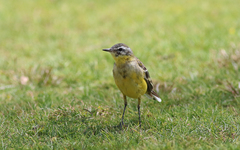 Motacilla flava beema