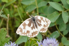 Melanargia