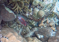 Sargocentron caudimaculatum