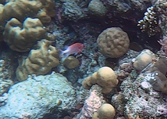 Sargocentron caudimaculatum