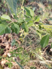 Serjania brachycarpa