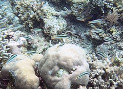 Thalassoma amblycephalus