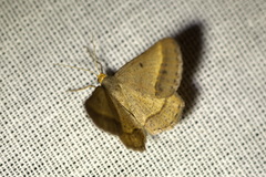 Isturgia arenacearia